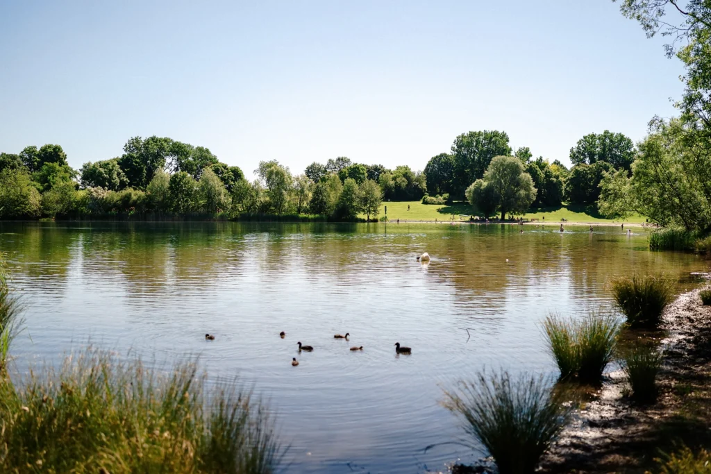 Mehrere Enten schwimmen auf einem See, am gegenüberliegenden Ufer liegen Wiesen und Bäume.