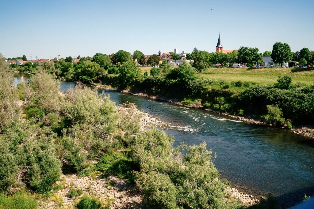 Der Neckar fließt an Wiesen und Bäumen vorbei, im Hintergrund liegt der Ortsteil Seckenheim mit einer Kirche.