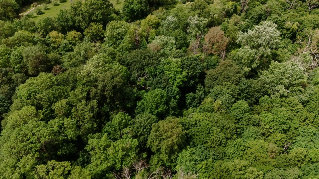 Eine Luftaufnahme zeigt ein dicht bewachsenes Waldgebiet mit unterschiedlich hohen Bäumen.