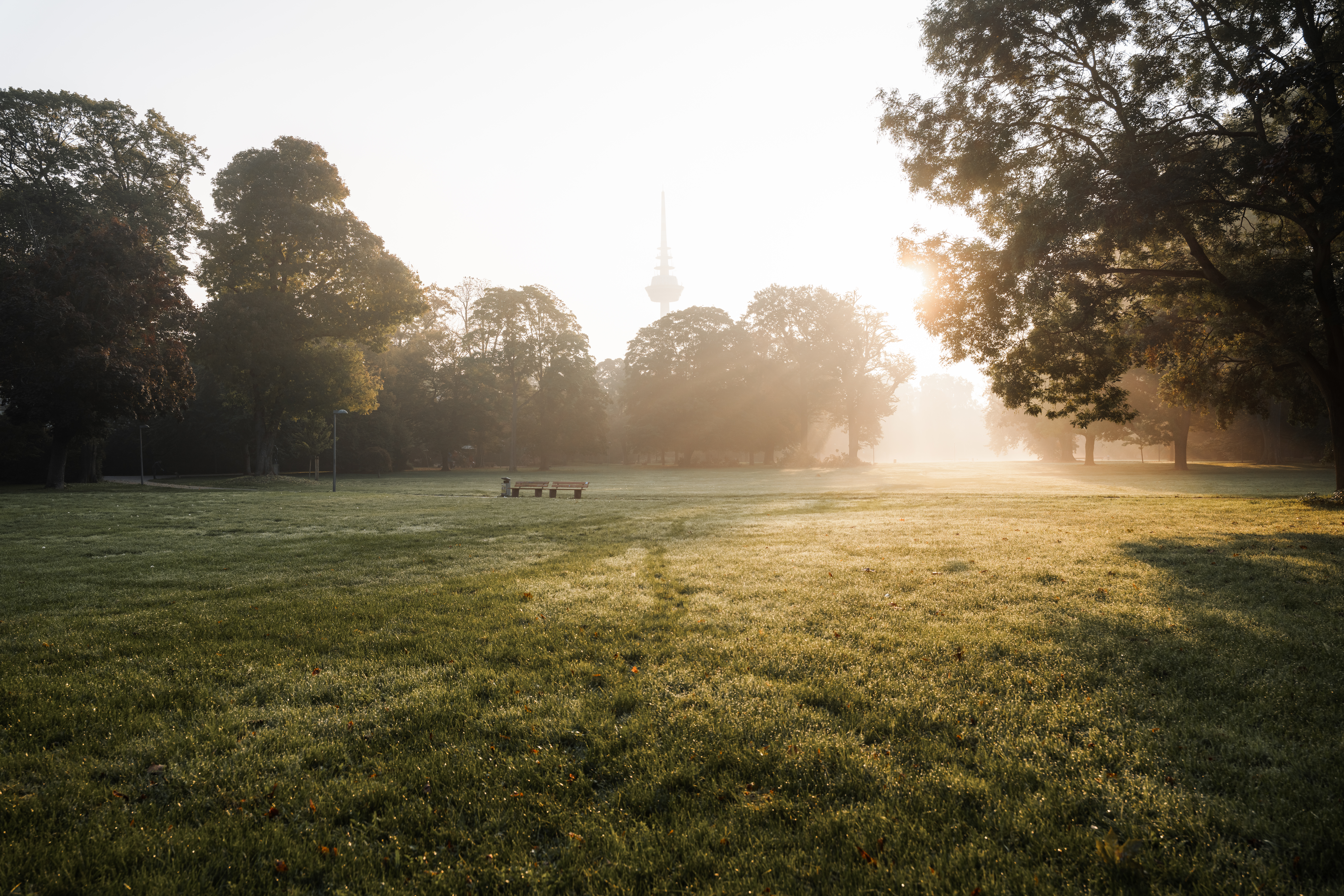 Morgensonne scheint über eine große Wiese in einem Park, während Bäume und der Fernmeldeturm im Hintergrund zu sehen sind.