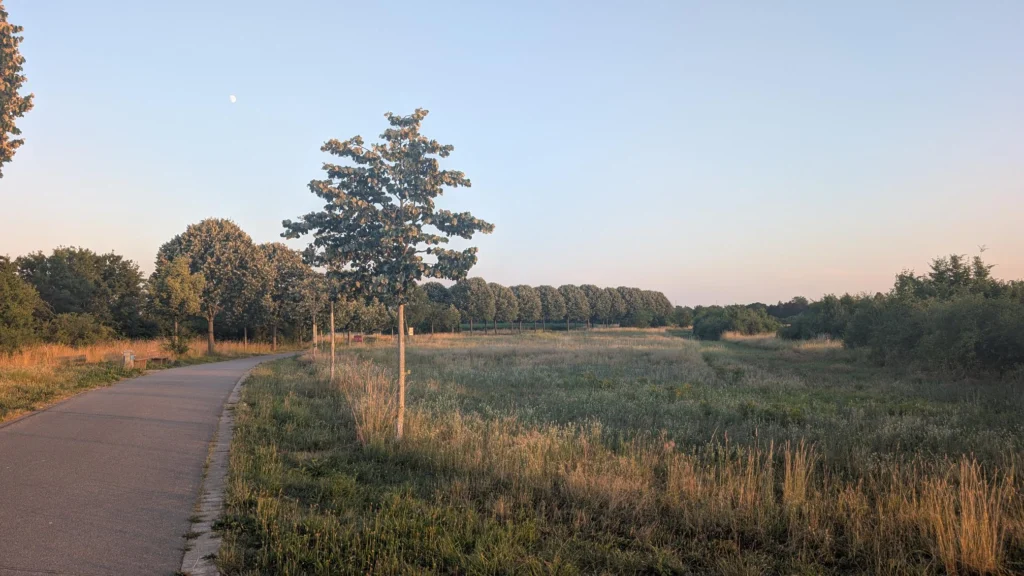Ein asphaltierter Weg führt durch eine Wiesenlandschaft mit einzelnen Bäumen im warmen Licht der Abendsonne.